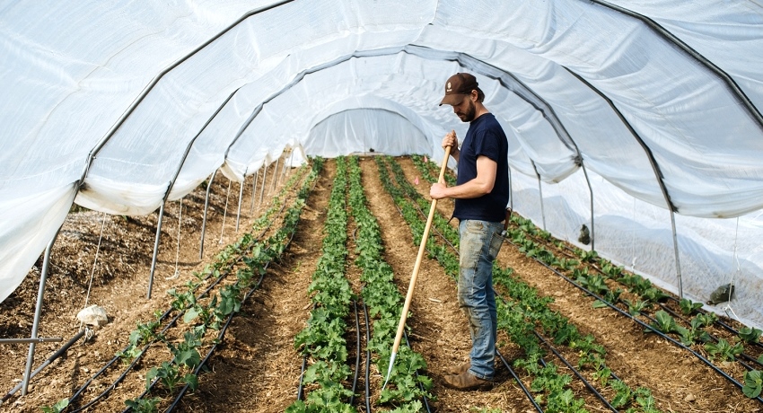 Dækningsmateriale til drivhuse og drivhuse: optimalt mikroklima til afgrøder