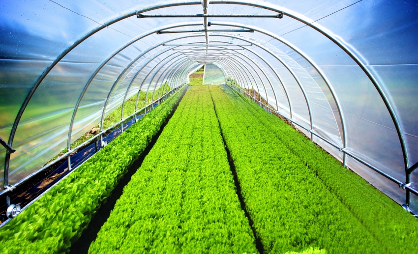 Agrofibre gør drivhuse og drivhuse mere effektive