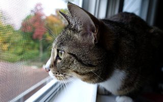 Anti-cat: mesh på vinduet for at beskytte kæledyr