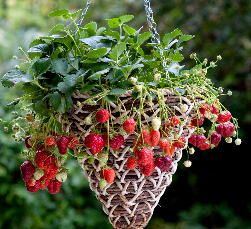Du kan plante ikke kun blomster, men også jordbær i hængende potter
