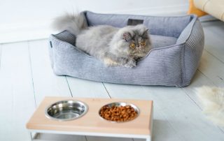 Gjør-det-selv-seng for katter: hvordan ordne et sted for et kjæledyr