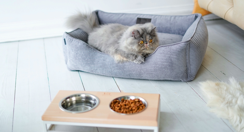Do-it-yourself cat bed: how to equip a place for a pet