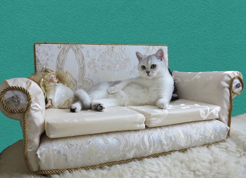 L’inconvenient del sofà de gandules és que no tots els gats volen dormir-hi.