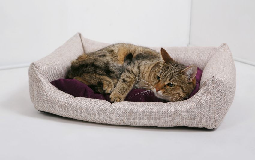 Plankenbetten mit Stoßstangen für Katzen sind einfach herzustellen