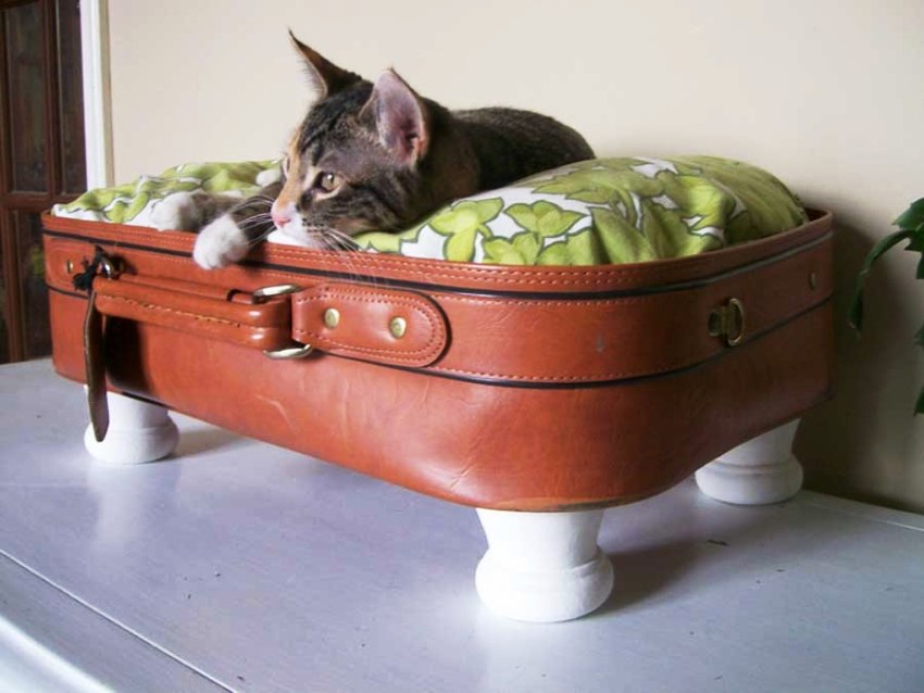 It is worth cutting off the lid in the suitcase so that the pet is not injured if it closes