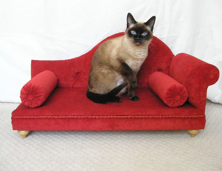 Bolje je da sofa za mačku ima mekane strane, tada može zauzeti svoj omiljeni položaj za spavanje