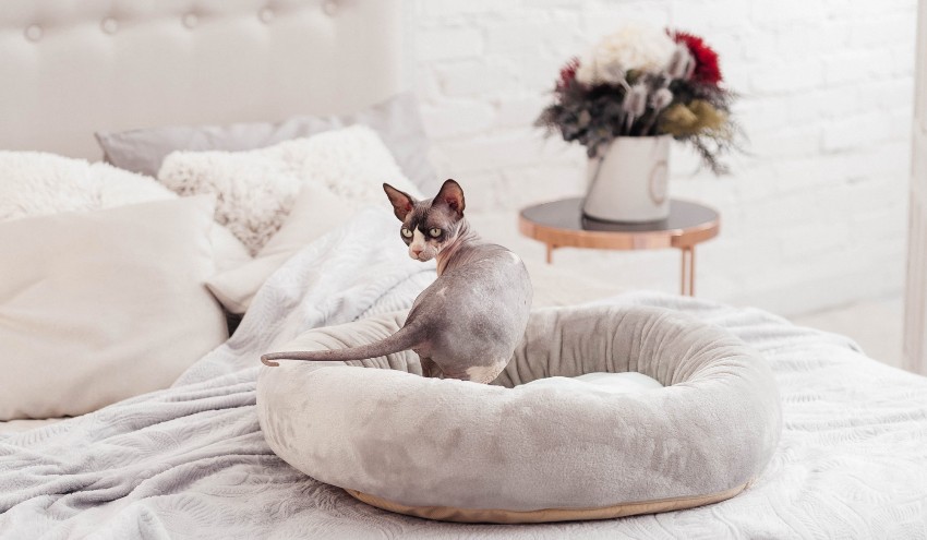 Existuje veľa druhov mačacích postelí vyrobených z improvizovaných prostriedkov.