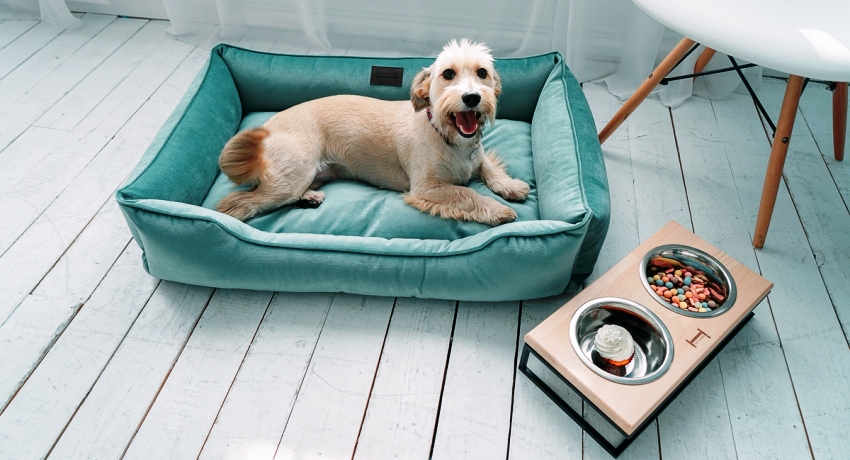 Koiran sänky on välttämätön ominaisuus eläimelle asumaan asunnossa tai talossa