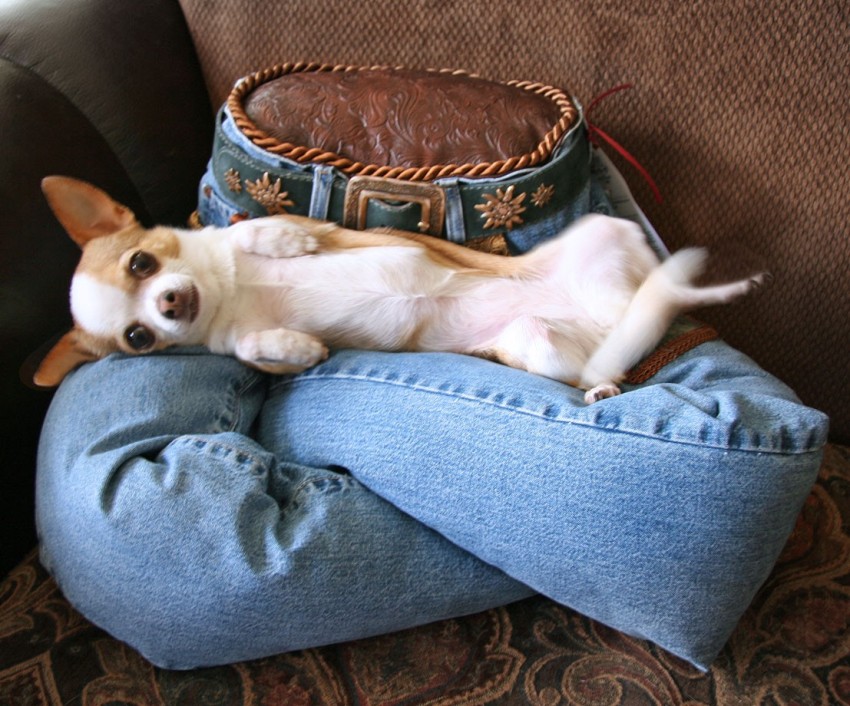 You can make an unusual version of a pet bed from old jeans