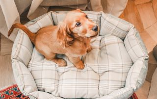Do-it-yourself dog bed or choosing a finished product in the store