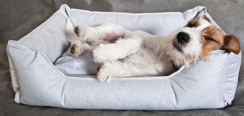Standard-Stoffbettwäsche ist die beste Option für Besitzer, die sich bei der Auswahl eines Schlafplatzes für ein Haustier nicht den Kopf zerbrechen möchten