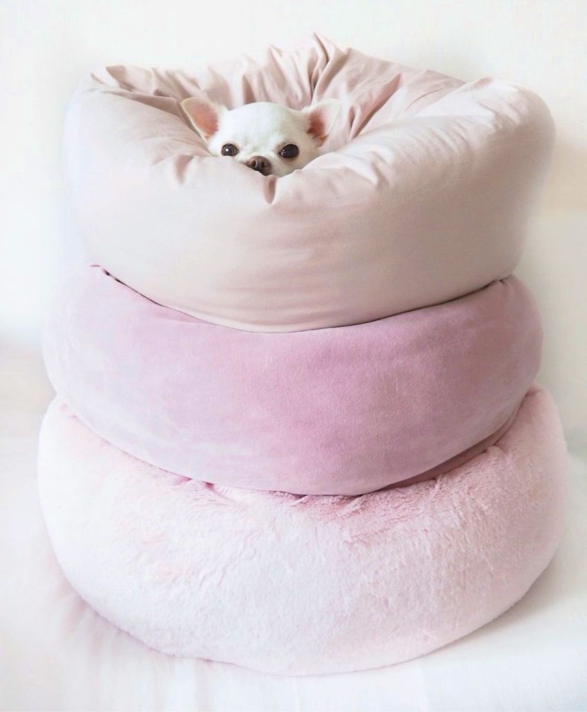 Um ein Bett für einen Hund zu machen, werden häufig Dekorationsgegenstände oder andere verschiedene Materialien verwendet.