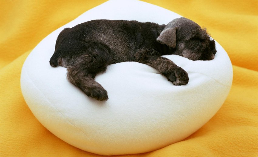 מיטת כלבים מסוג לחמניה המתאימה לגורים קטנטנים