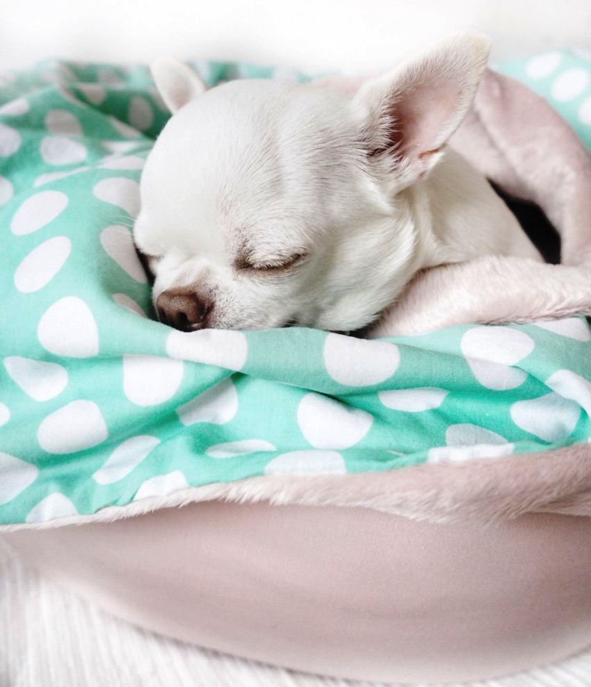 Pehmeästä materiaalista valmistettu sänky sopii hyvin Chihuahualle, Toy Terrierille, Spitzille ja muille pienoiskoirille